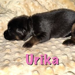 Urika - Black and red female German Shepherd puppy in Graham, Washington from Wildeflecken Shepherds