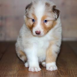 Turkey - Red merle male Australian Shepherd puppy in Belton, Texas from Brilliant Beautiful Australian Shepherds