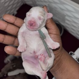 Boy 1 - Cream male Goldendoodle puppy in Fort Myers, Florida from Gandy’s Tails of Joy