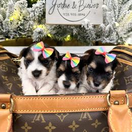 Girl 2 - Black tan and white female Biewer Terrier puppy in North Chelmsford, Massachusetts from Coastal Yorkshire Terrier Yorkies & Biewer Terriers