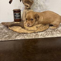Dachshund Puppies from DL Mini Dachshunds