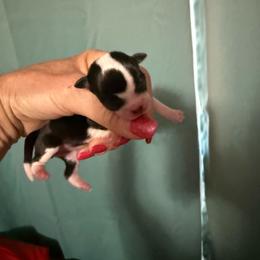Princess Peach - Black and white female Chihuahua puppy in Dime Box, Texas from Color Me Crazy Chihuahuas