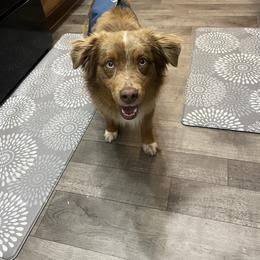 Summit - Miniature Australian Shepherd