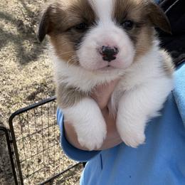 Sugar - Red female Pembroke Welsh Corgi puppy in Derby, Iowa from Newton Hay & Cattle