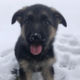 German Shepherds and West Highland White Terriers from Country Grove Breeding LLC