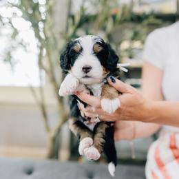 Teddy - Tri-color male Bernedoodle puppy in Murray, Utah from Sun Valley Doodles