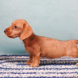 Jolie-Read Full Description - Red female Dachshund puppy in Auxvasse, Missouri from Above Par Kennels