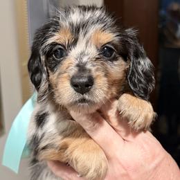 Biggie ( dapple, carries cream) - Dapple male Dachshund puppy in Ville Platte, Louisiana from Cajun Pawfection