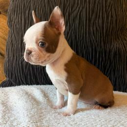 Annie - Red female Boston Terrier puppy in Charlotte, Michigan from Witselle Bostons