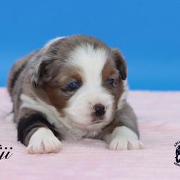 Fiji - Blue merle female Miniature Australian Shepherd puppy in Weeki Wachee, Florida from Arlington's Mini Aussies