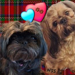 Shih Tzus from WendsabeShihTzu's