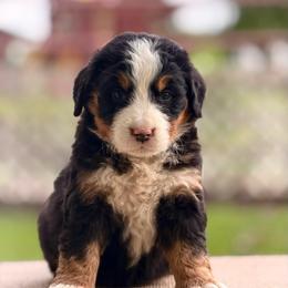 Birdie - Tri-color female Bernese Mountain Dog puppy in New Haven, Indiana from Maumee Berners