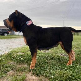 Sausage - American Bully