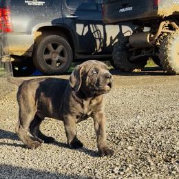 Cane Corso Puppies from Venom Cane Corsos