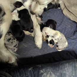 Australian Shepherd and Great Dane Puppies from AEW Farm