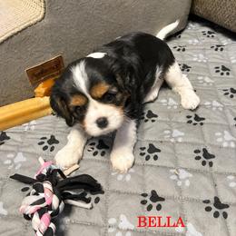 Cavalier King Charles Spaniel Puppies from Island Breeze Cavaliers