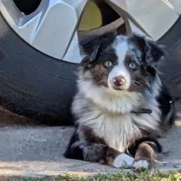 Miniature Australian Shepherds and Toy Australian Shepherds from GAMALA Farm & Kennels