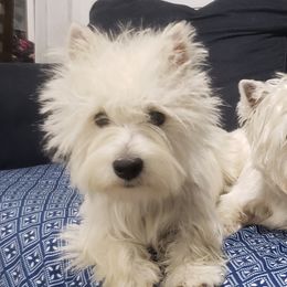 Minnie - West Highland White Terrier