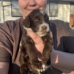 Clark - Brown and white male Aussiedoodle puppy in Hopkins, Missouri from Mowry Creek Mini Aussiedoodles and More