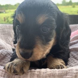Belle - Black and cream female Dachshund puppy in Caulfield, Missouri from Little Legs Legacy
