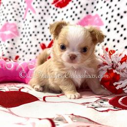 Silas - Cream and white male Chihuahua puppy in Anderson, South Carolina from Lil Treasures Chihuahuas