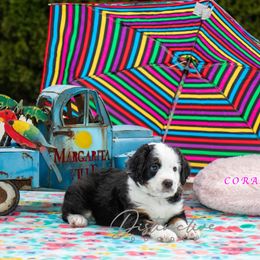 Coral - Black tri-color female Aussiedoodle puppy in Kennesaw, Georgia from Distinctive Doodle