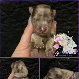 Purple - Chocolate merle female Pomeranian puppy in Terre Haute, Indiana from Divine Inspired Poms