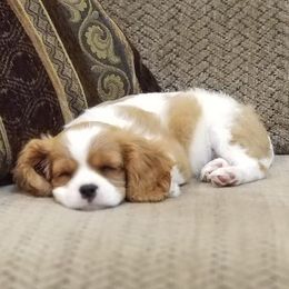 Cavalier King Charles Spaniels from Caitlin's Cavalier King Charles Spaniels