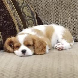 Cavalier King Charles Spaniels from Caitlin's Cavalier King Charles Spaniels