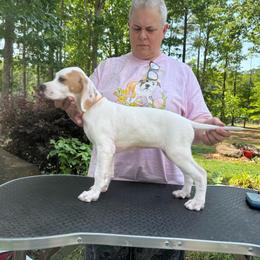 Orange Collar Girl - Orange and white female Pointer puppy in Youngsville, North Carolina from Dogma Pointers & Bulldogs