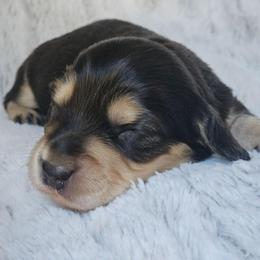 Spruce - Black and cream male Dachshund puppy in Pasco, Washington from Loyal Lil Dachshunds