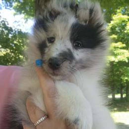 Dazzle - Blue merle and white female Shetland Sheepdog puppy in Weedsport, New York from M&M Shelties and Smooch-A-Bulls English Bulldogs
