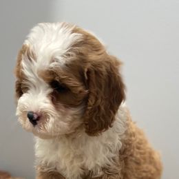 Goldendoodles from Derby Doodle Farm