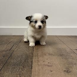Pink - Blue merle and white female American Corgi puppy in Mineral Point, Wisconsin from Brunett Corgi Co