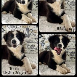 #2 Tonto, BBM - Black & white Australian Shepherd puppy in Huntington, Texas from JKKJ Farms