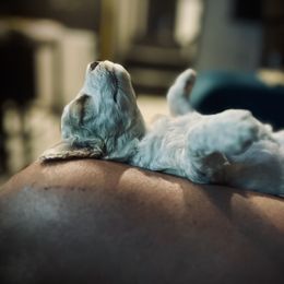 Poodle Puppies from Reuter Clan Poodles