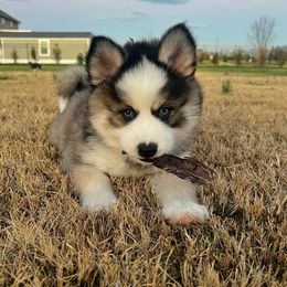 Biscuit - Pomsky puppy from Pristine Pomskies