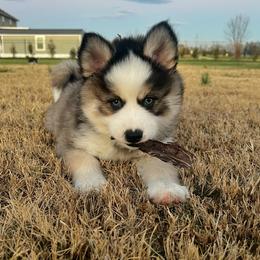 Biscuit - Pomsky puppy from Pristine Pomskies