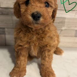 Green - Red  male Goldendoodle puppy in Memphis, Michigan from Kevin Williams