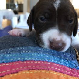 German Shorthaired Pointer Puppies from Chasing Kaya GSP Breeder