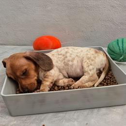 Calypso - Piebald female Dachshund puppy in Edwards, Missouri from Weiner Warriors