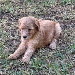 W25 Female Lime Collar - Red  female Goldendoodle puppy in Cape Coral, Florida from GoldenDoodles Cape Coral