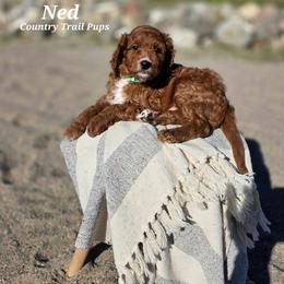Goldendoodle and Poodle Puppies from Country Trail Pups
