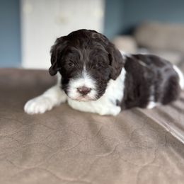 Blue Collar Boy - Chocolate male Australian Labradoodle puppy in Hagerstown, Maryland from Westfields Labradoodles
