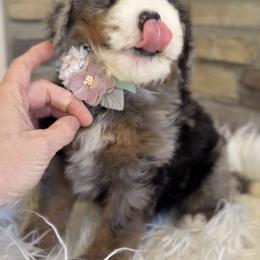 Bernedoodle, Cavapoo, and Goldendoodle Puppies from Blackberry Farm Puppies