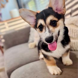 Lulu's Blue Boy - Black and tan male Pembroke Welsh Corgi puppy in Vilonia, Arkansas from Lucky Pups Corgis