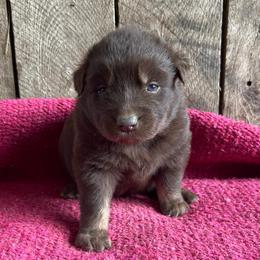 Willow - Red & white female Australian Shepherd puppy in Whitwell, Tennessee from Owl Hollow Farm