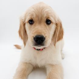 Luna - Light golden female Golden Retriever puppy in Elmwood Park, Illinois from Goldens&MiniAussiesWithFinesse