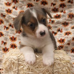 Pembroke Welsh Corgi Puppies from Wild West Corgis of Texas
