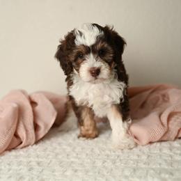 Brave - Red tri-color female Aussiedoodle puppy in Lincoln, California from Frenchie LOVE and Doodles